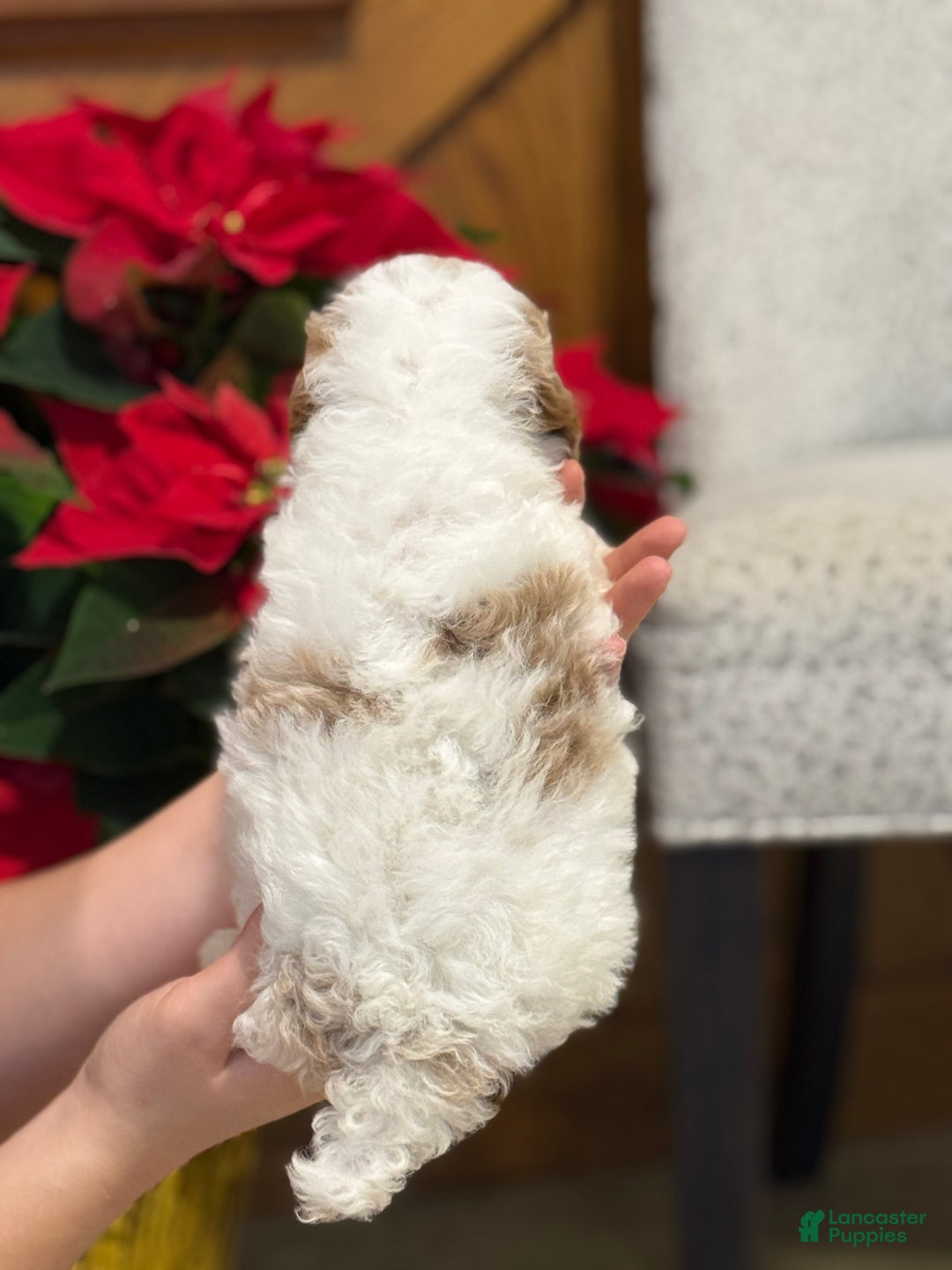 Miniature Poodle dogs for sale: Josie  - Ad 5