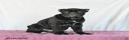 Cane Corso dogs for sale: Monty - Ad 3