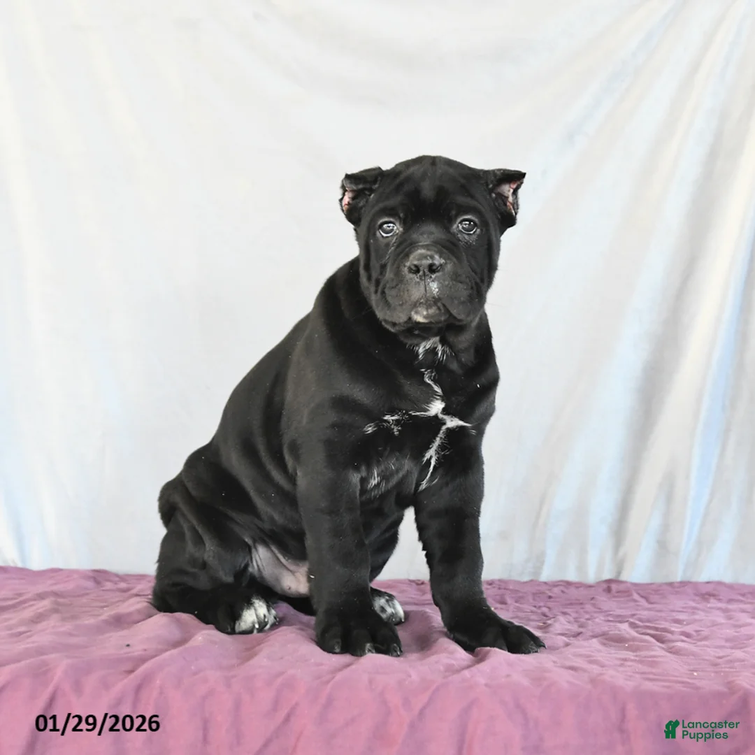 Cane Corso dogs for sale: Monty - Ad 3