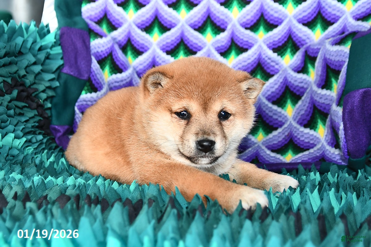 Shiba Inu dogs Cookie - Ad 2