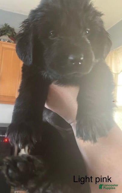 Newfoundland dogs for sale: Newfoundland Puppy 5 - Ad 1