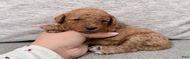 Mini Goldendoodle Puppy 1