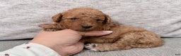 Mini Goldendoodle dogs for sale: Mini Goldendoodle Puppy 1 - Ad 1