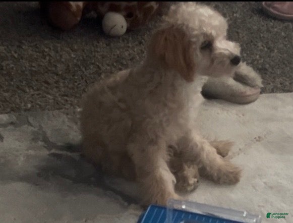 Mini Goldendoodle dogs Mini Goldendoodle 3 - Ad 17