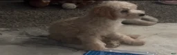 Mini Goldendoodle dogs for sale: Mini Goldendoodle 3 - Ad 1