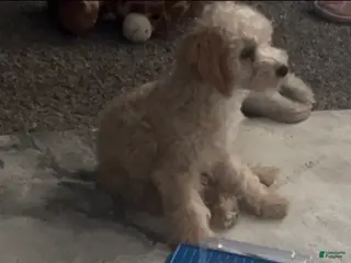 Mini Goldendoodle dogs Mini Goldendoodle 3 - Ad 17
