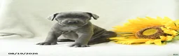 Cane Corso dogs for sale: Bluebell - Ad 3