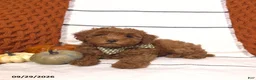 Mini Goldendoodle dogs for sale: Rory - Ad 5