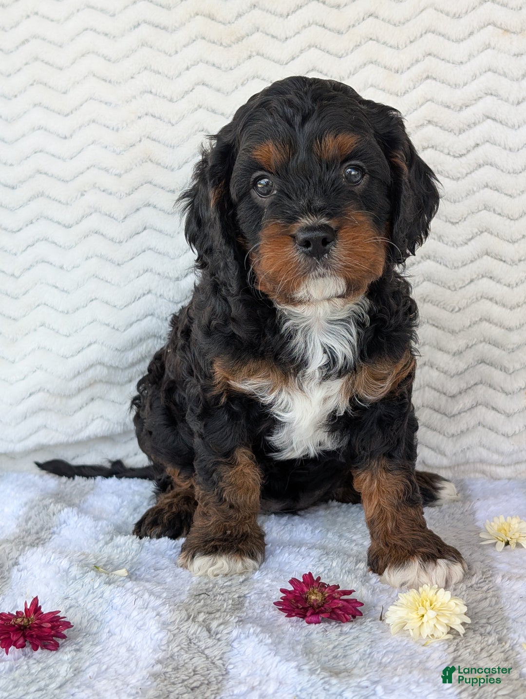 Cavapoo dogs for sale: Abby - Ad 9