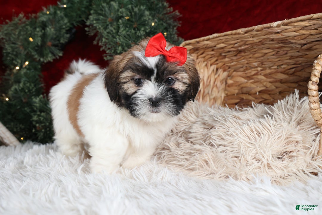 Shih Tzu dogs for sale: Joey - Ad 16