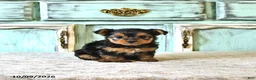Yorkshire Terrier dogs for sale: Tilly - Ad 3