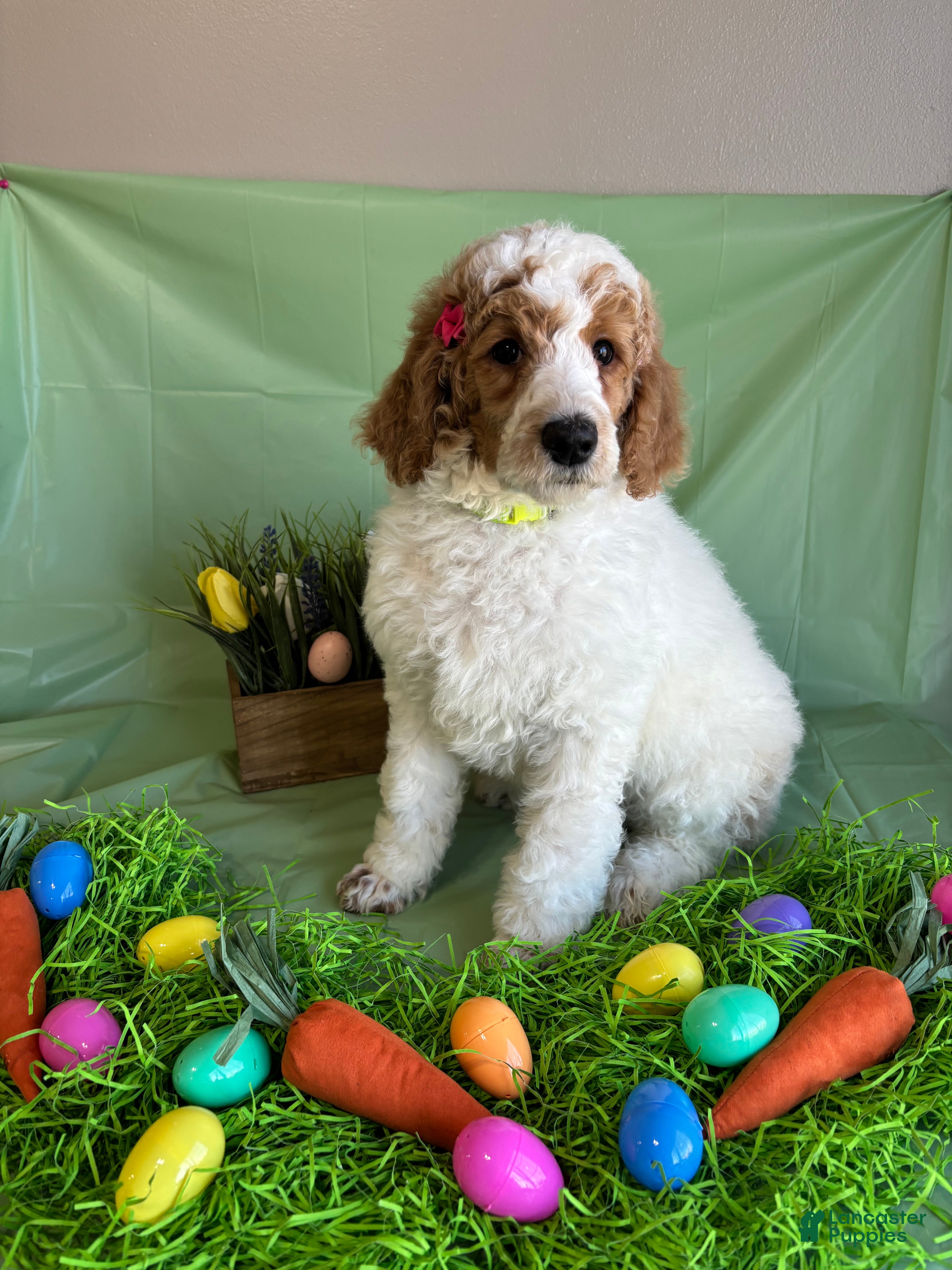 Standard Poodle dogs Leah - Ad 1
