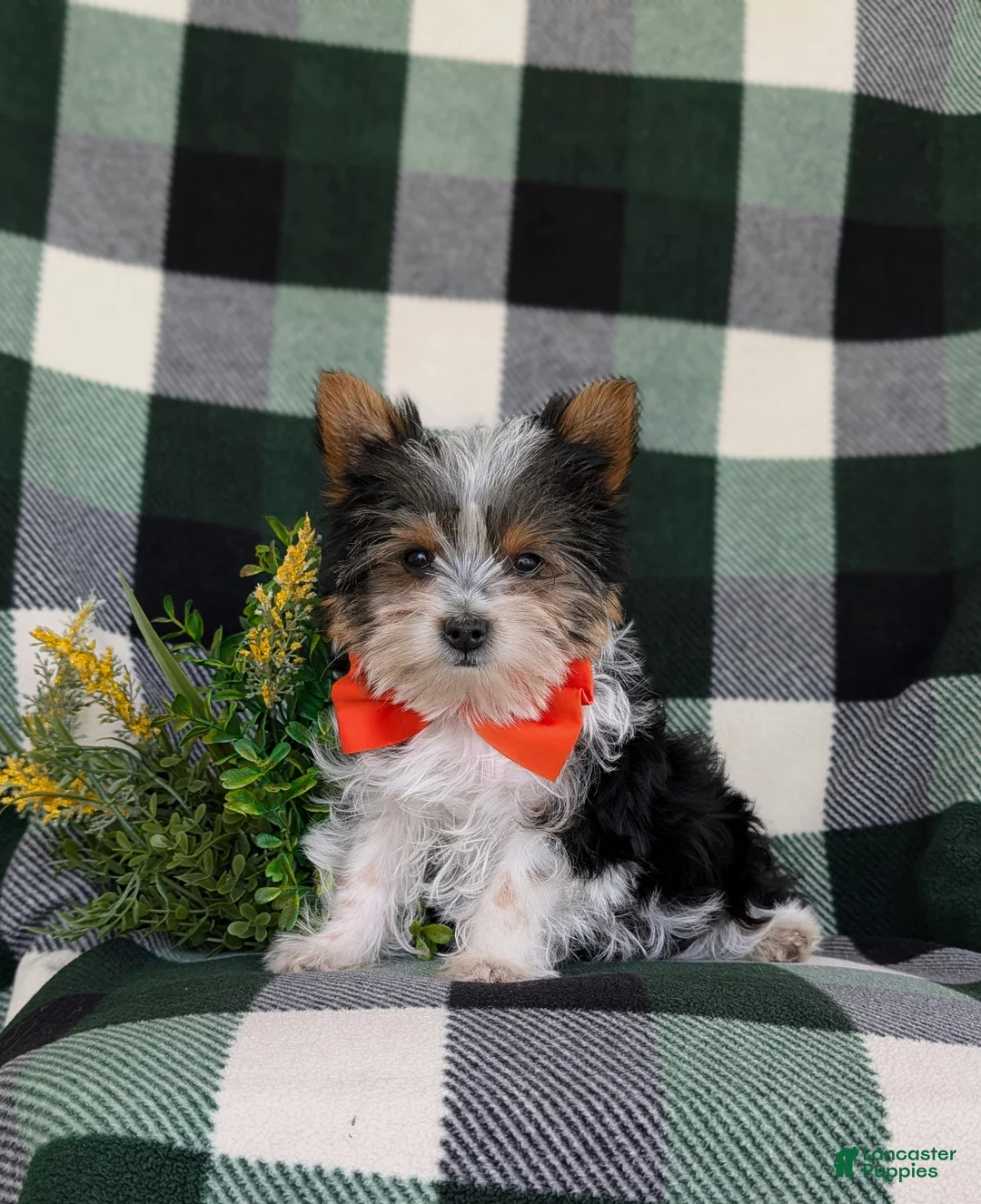 Yorkshire Terrier dogs for sale: Jax 4.5 lbs Full Grown - Ad 1