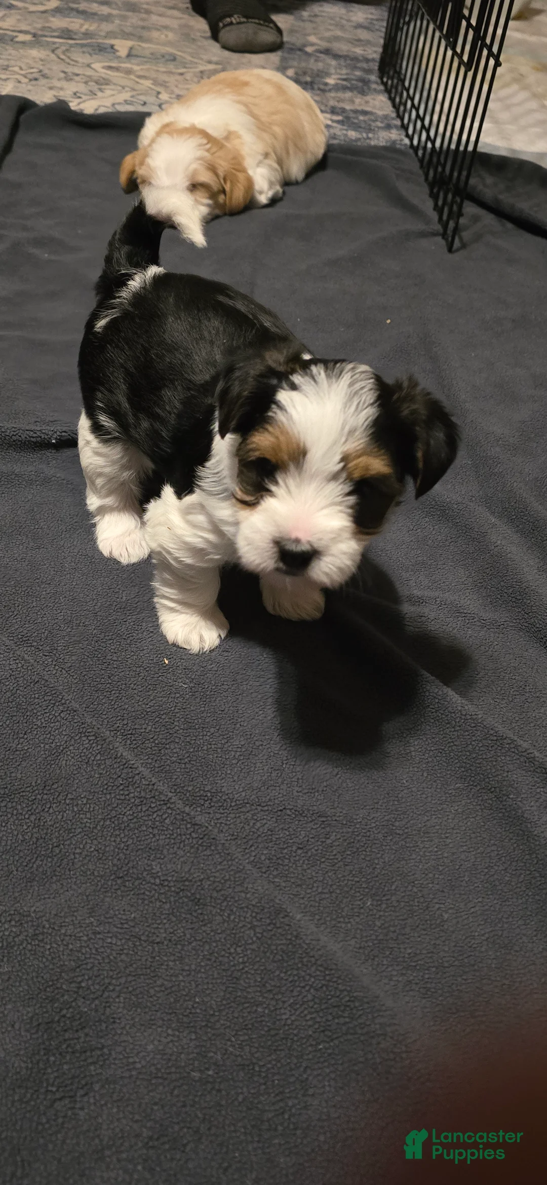 Morkie dogs for sale: Panda - Ad 6