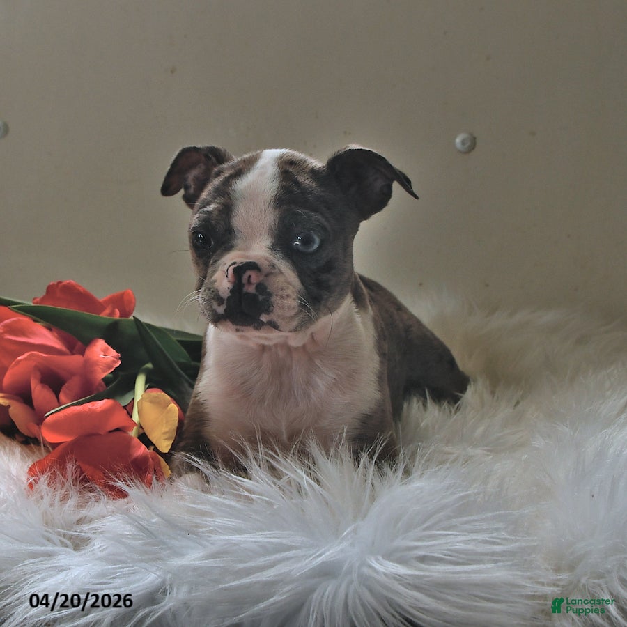 Boston Terrier dogs Brooklyn - Ad 2