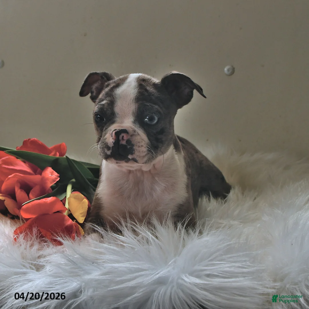 Boston Terrier dogs for sale: Brooklyn - Ad 2