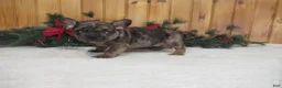 French Bulldog dogs for sale: AKC Donner - Ad 4
