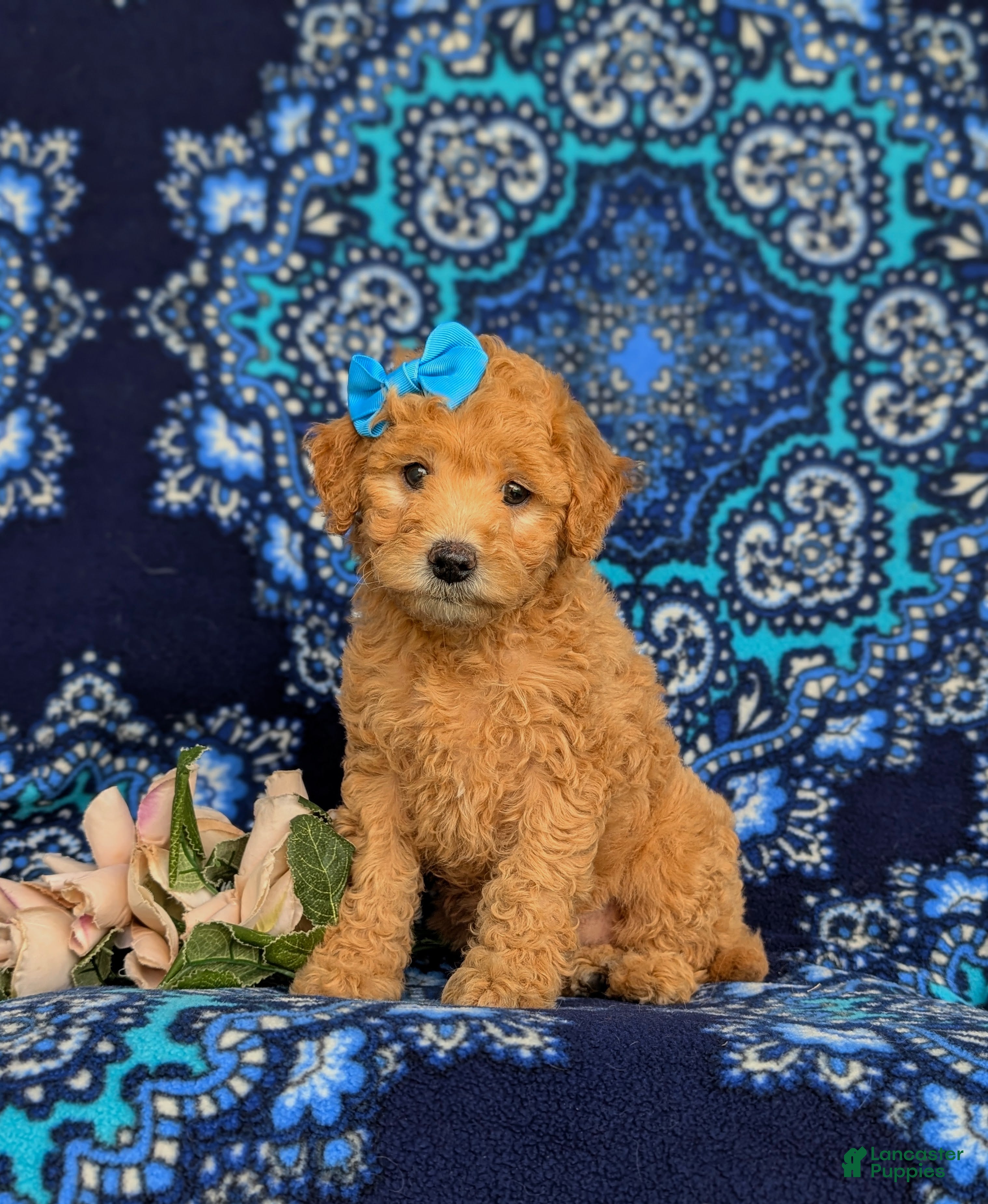 Miniature Labradoodle dogs Mollie Hypoallergenic - Ad 1