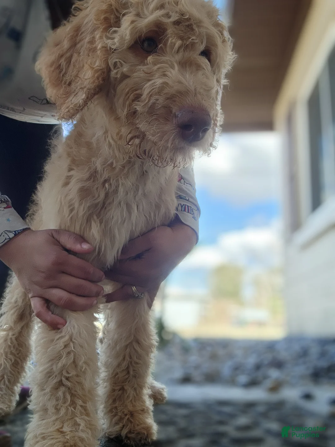 Goldendoodle dogs for sale: Nes - Ad 3