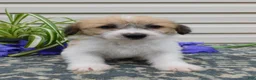 Corgipoo dogs for sale: Lacey  - Ad 4