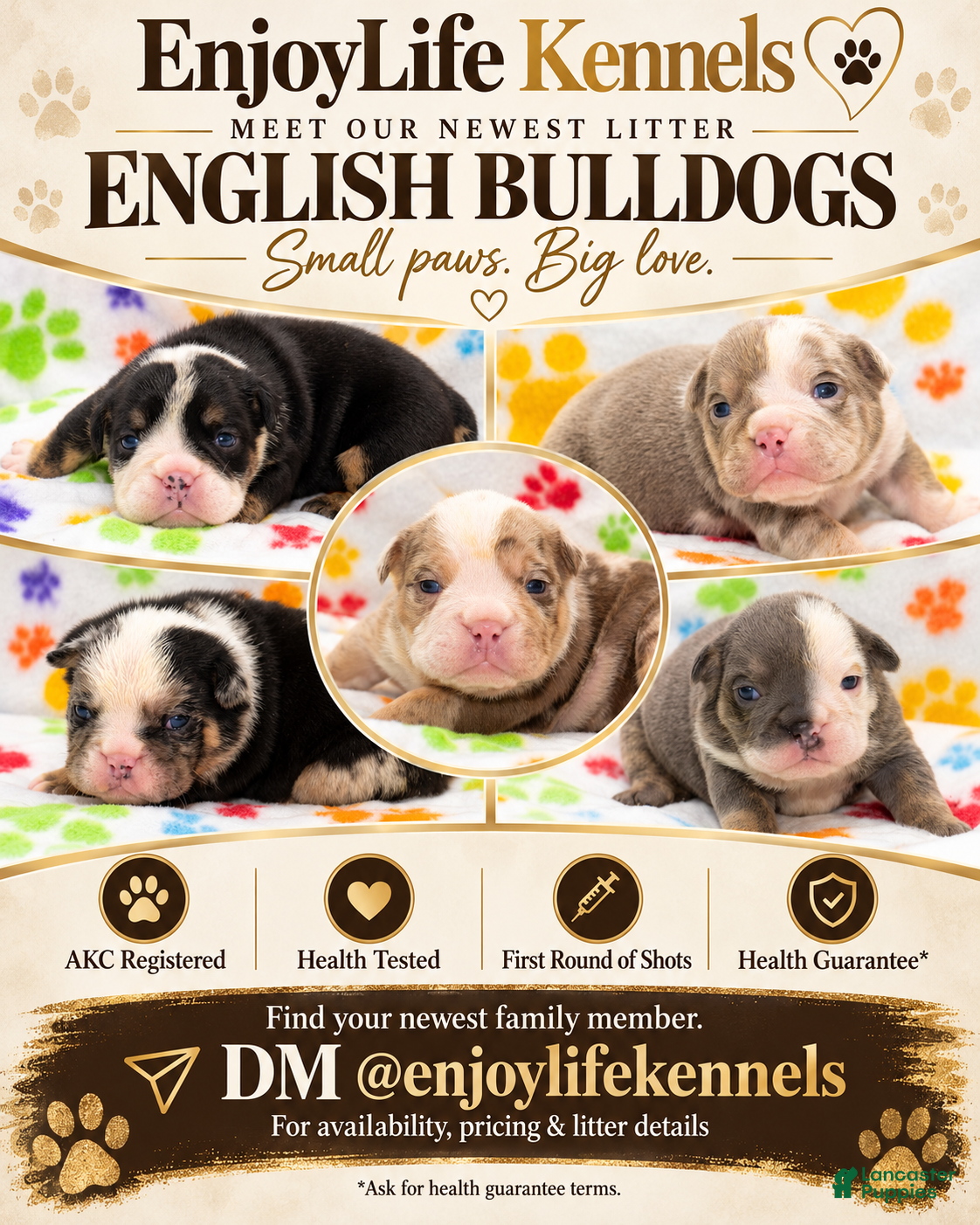 English Bulldog dogs English Bulldog 6 - Ad 21