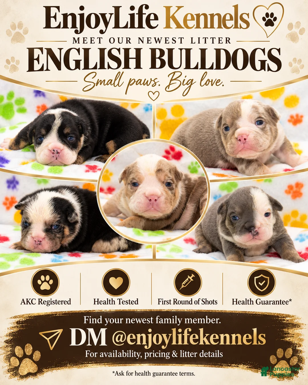 English Bulldog dogs for sale: English Bulldog 6 - Ad 1