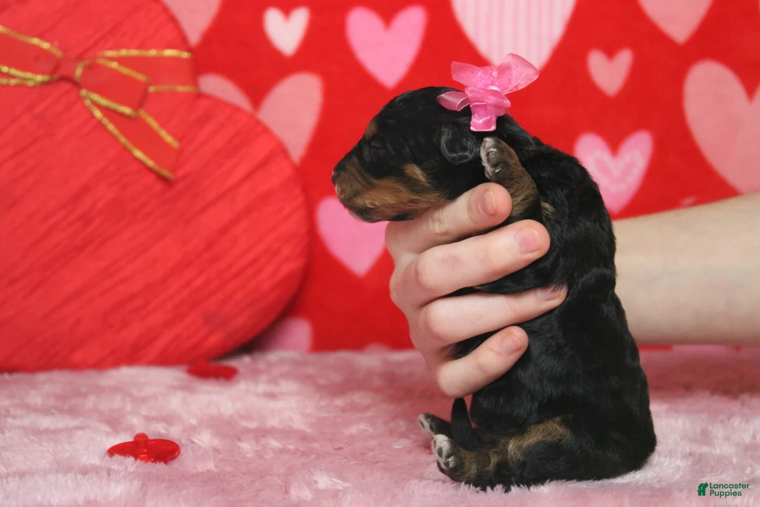 Mixed Breed dogs for sale: Sweetheart  - Ad 7