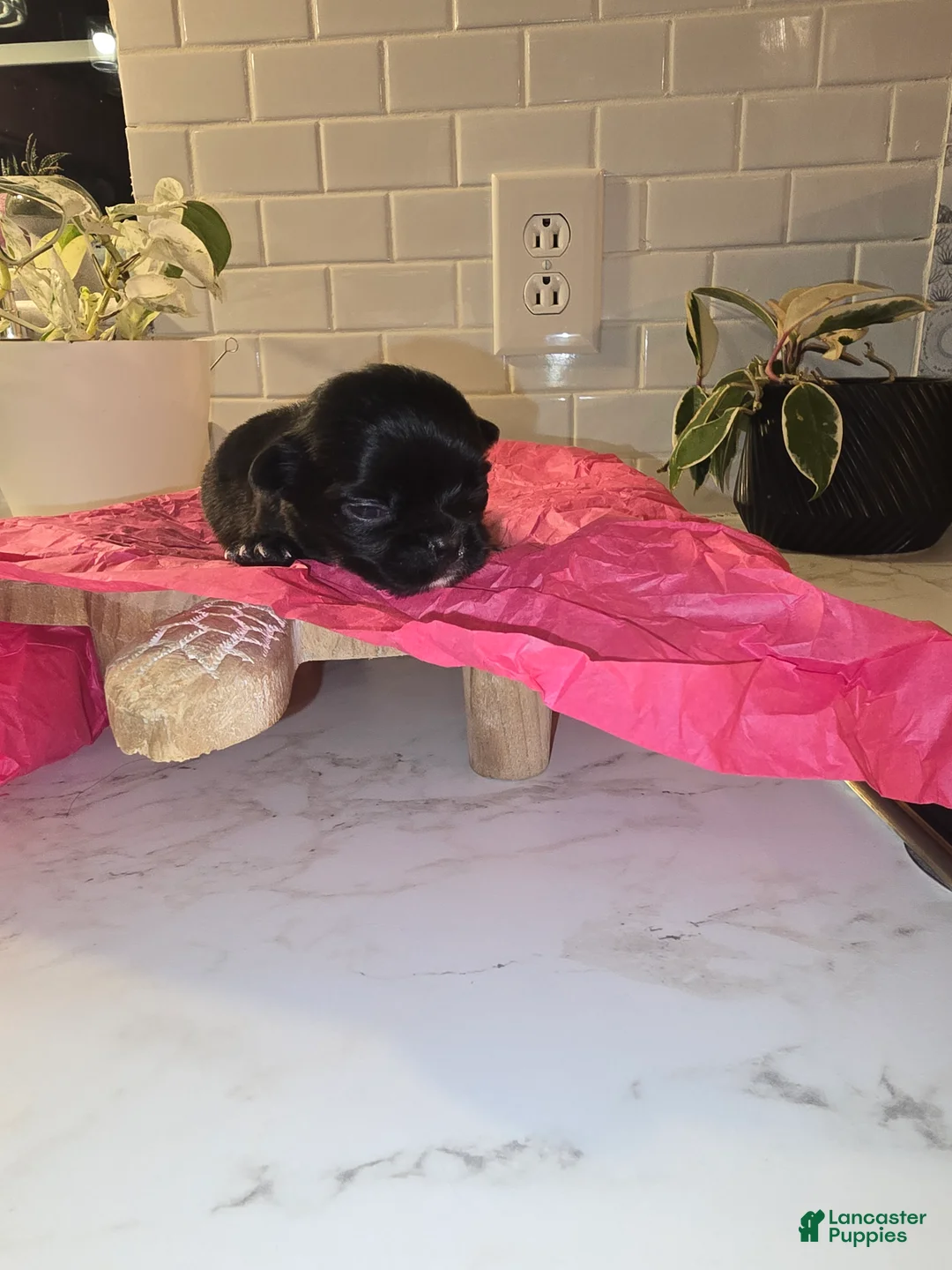 Chihuahua dogs for sale: lady - Ad 1