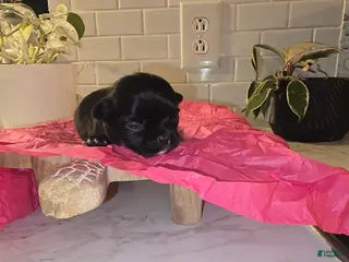 Chihuahua dogs lady - Ad 40