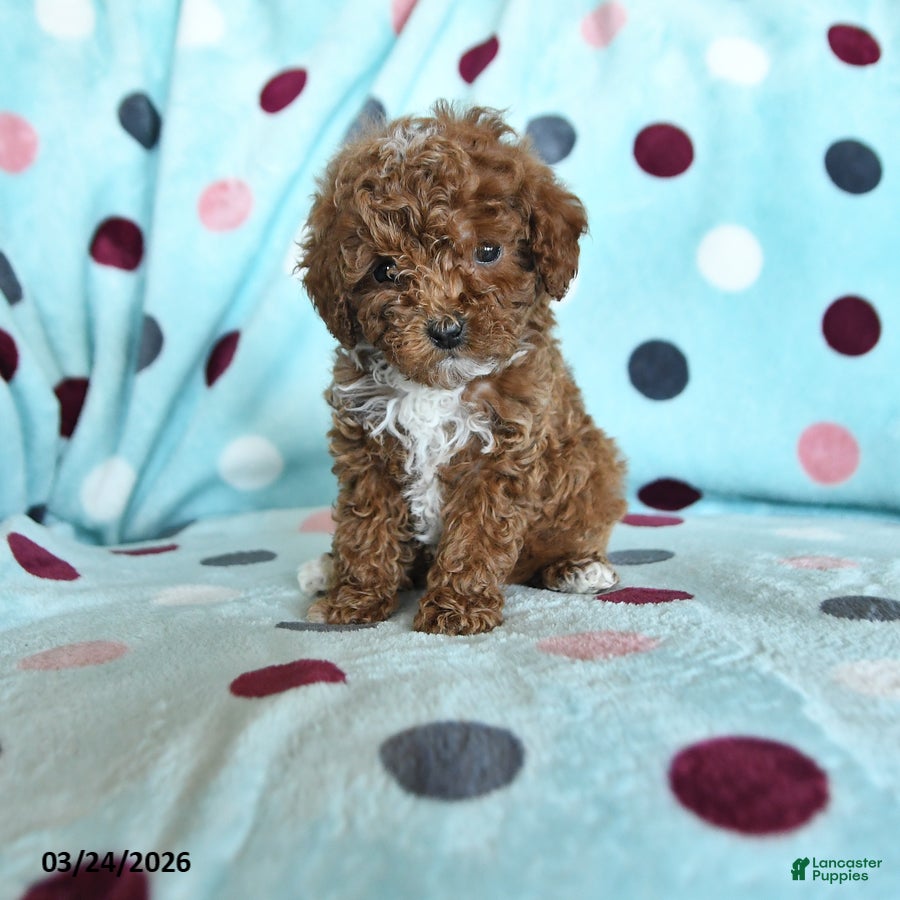 Miniature Poodle dogs Hansel - Ad 1
