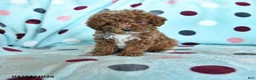 Miniature Poodle dogs for sale: Hansel - Ad 1