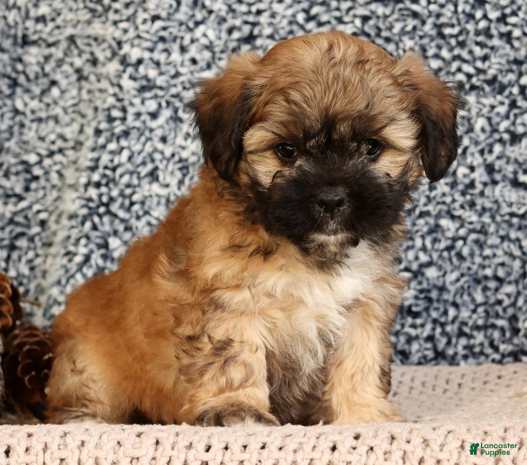Mixed Breed dogs for sale: Jessica - Ad 6