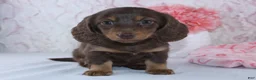 Miniature Dachshund dogs for sale: Danica - Ad 4