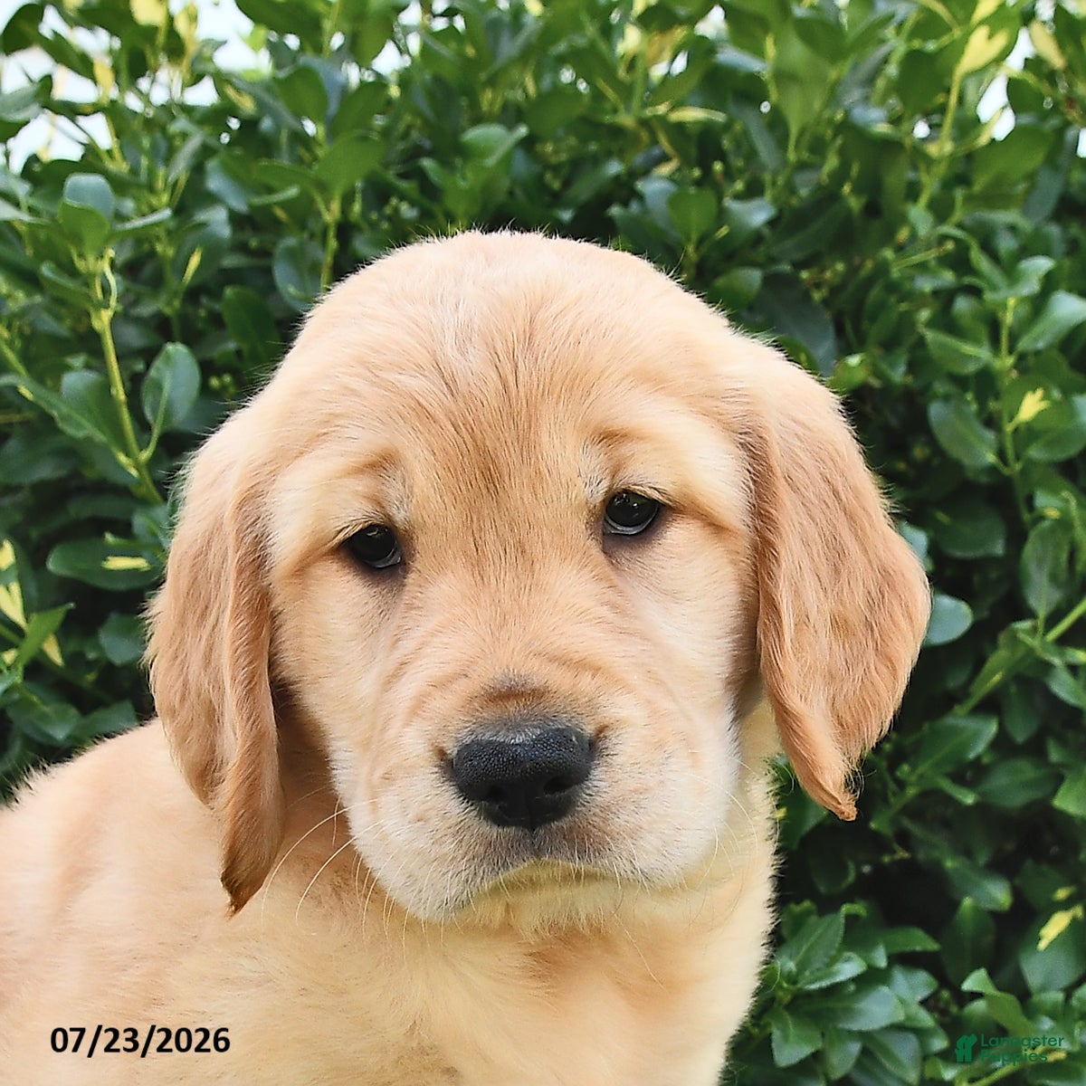 Golden Retriever dogs Lily - Ad 2