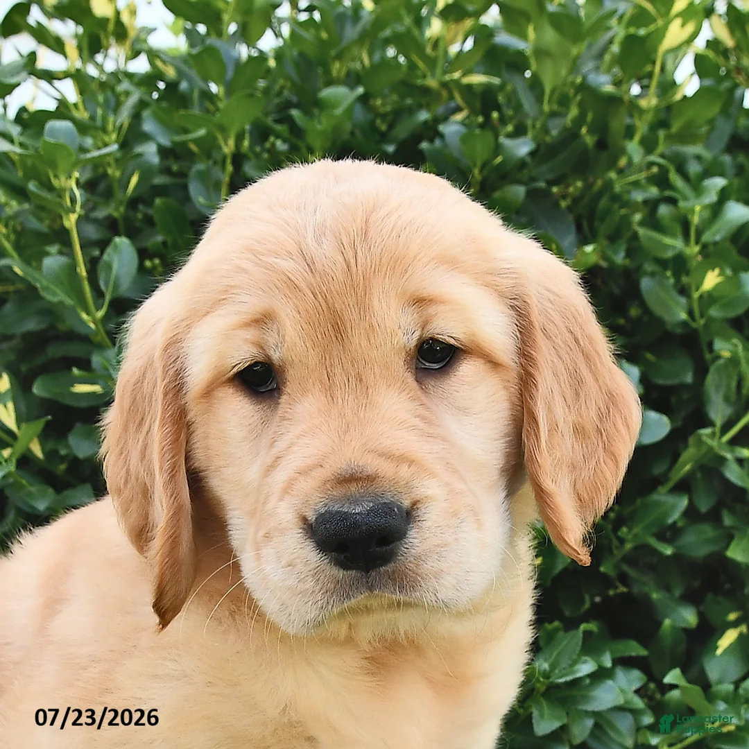 Golden Retriever dogs for sale: Lily - Ad 2
