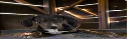 Catahoula Leopard Dog dogs for sale: Tracy II 2026 Female 1 - Ad 8