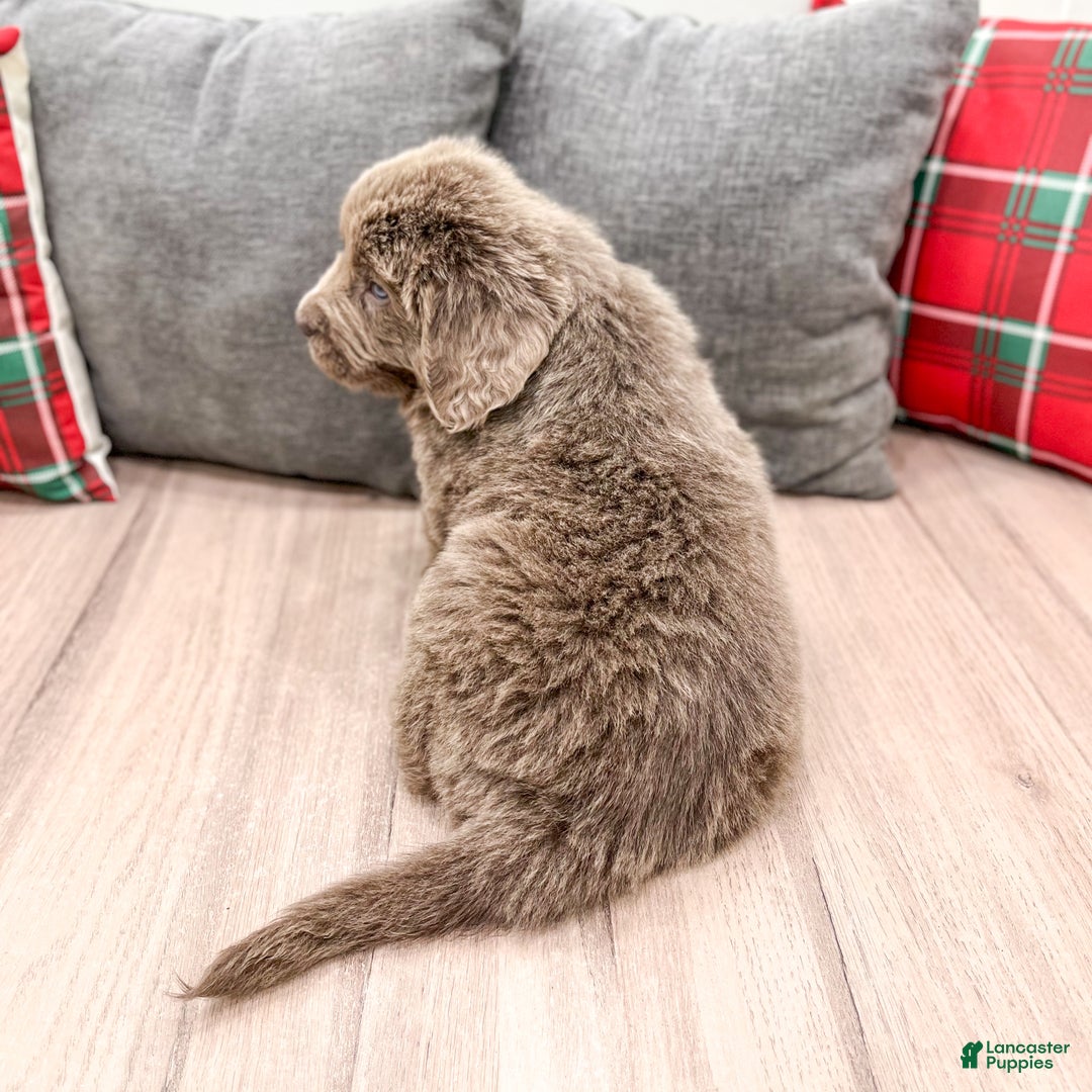 Newfoundland dogs for sale: Zeke - Ad 5