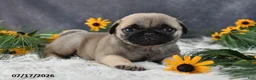 Pug dogs for sale: Karla - Ad 2