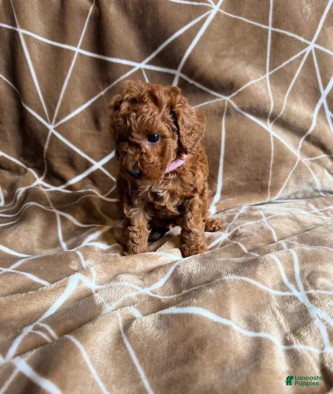 Cavapoo dogs for sale: Nicky - Ad 7