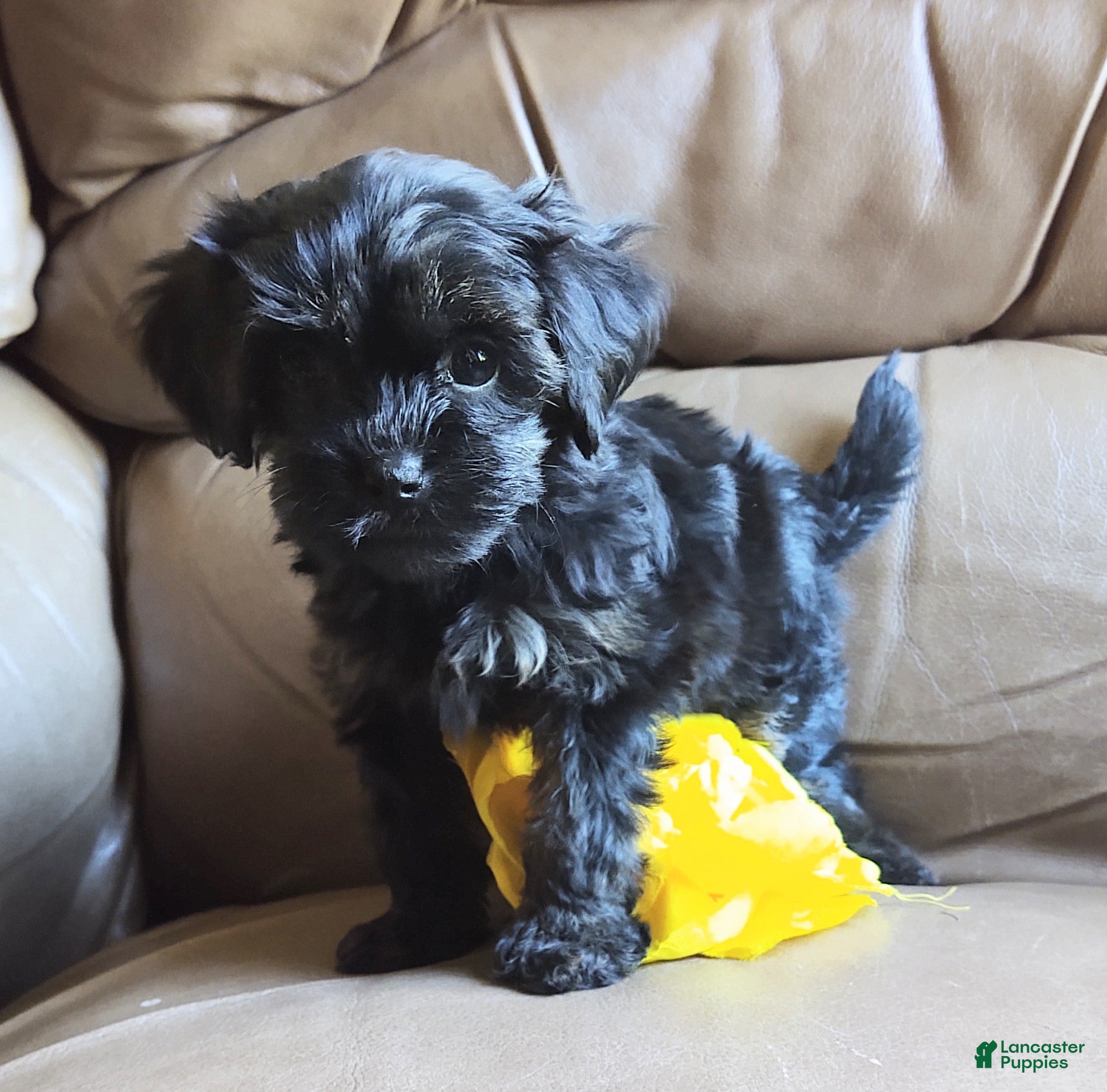 Yorkiepoo dogs Razzberry  - Ad 2