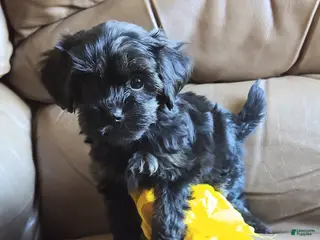Yorkiepoo dogs Razzberry - Ad 2