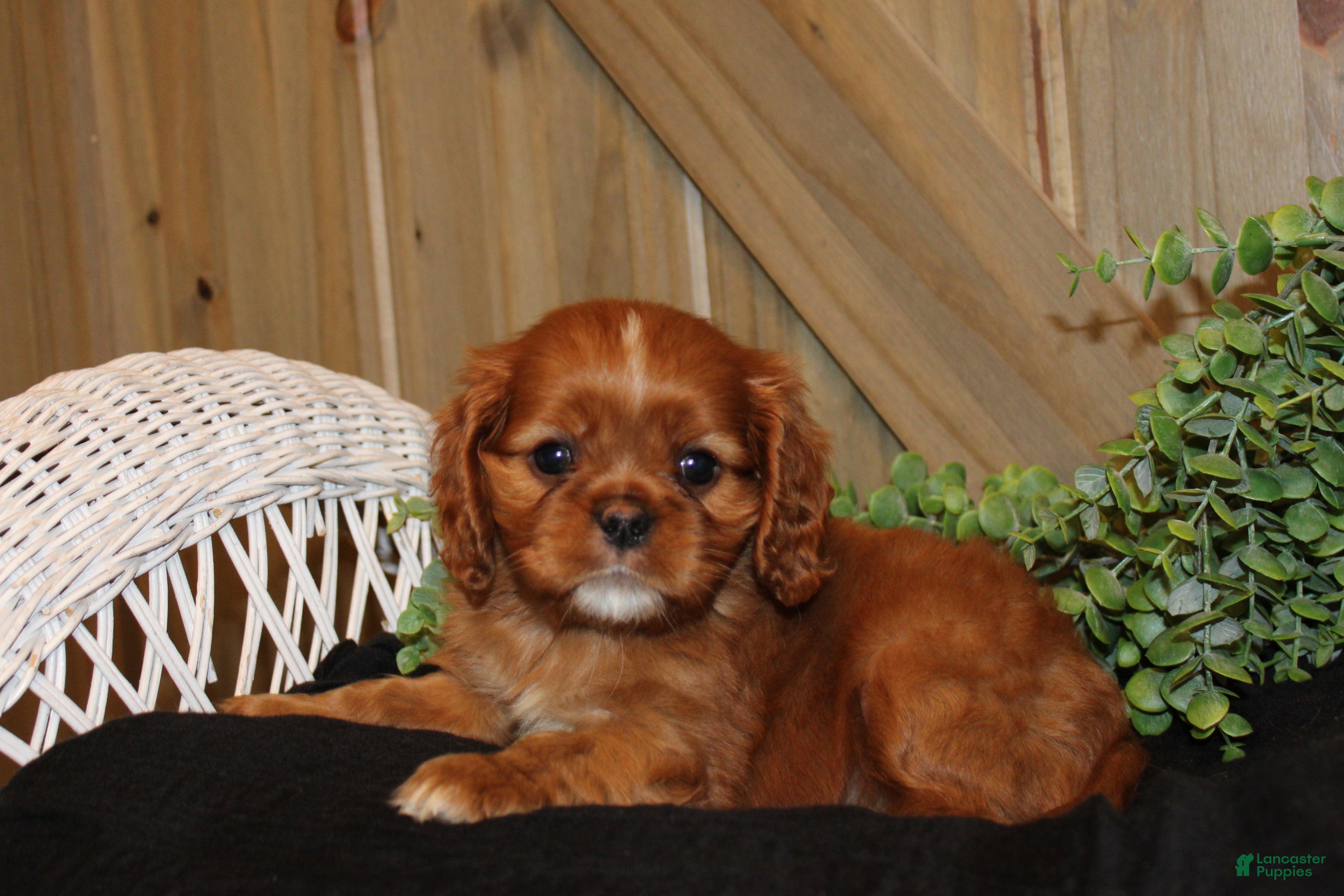 Cavalier King Charles Spaniel dogs for sale: Willow - Ad 3