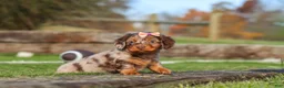 Miniature Dachshund dogs for sale: Jewel - Ad 3