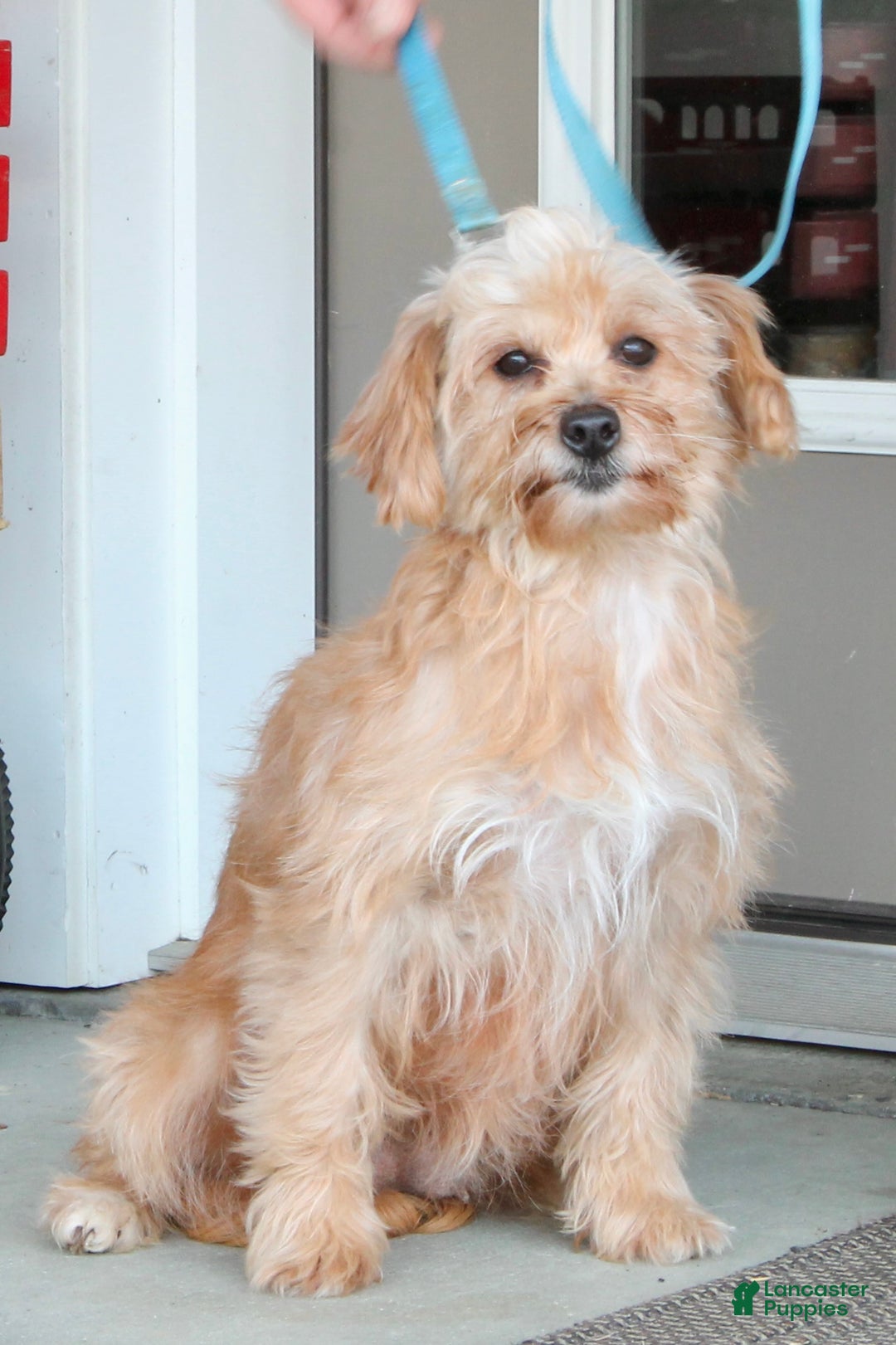 Mini Goldendoodle dogs for sale: Honey - Ad 6