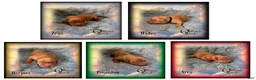 Golden Retriever dogs for sale: Poseidon~Green Collar - Ad 11