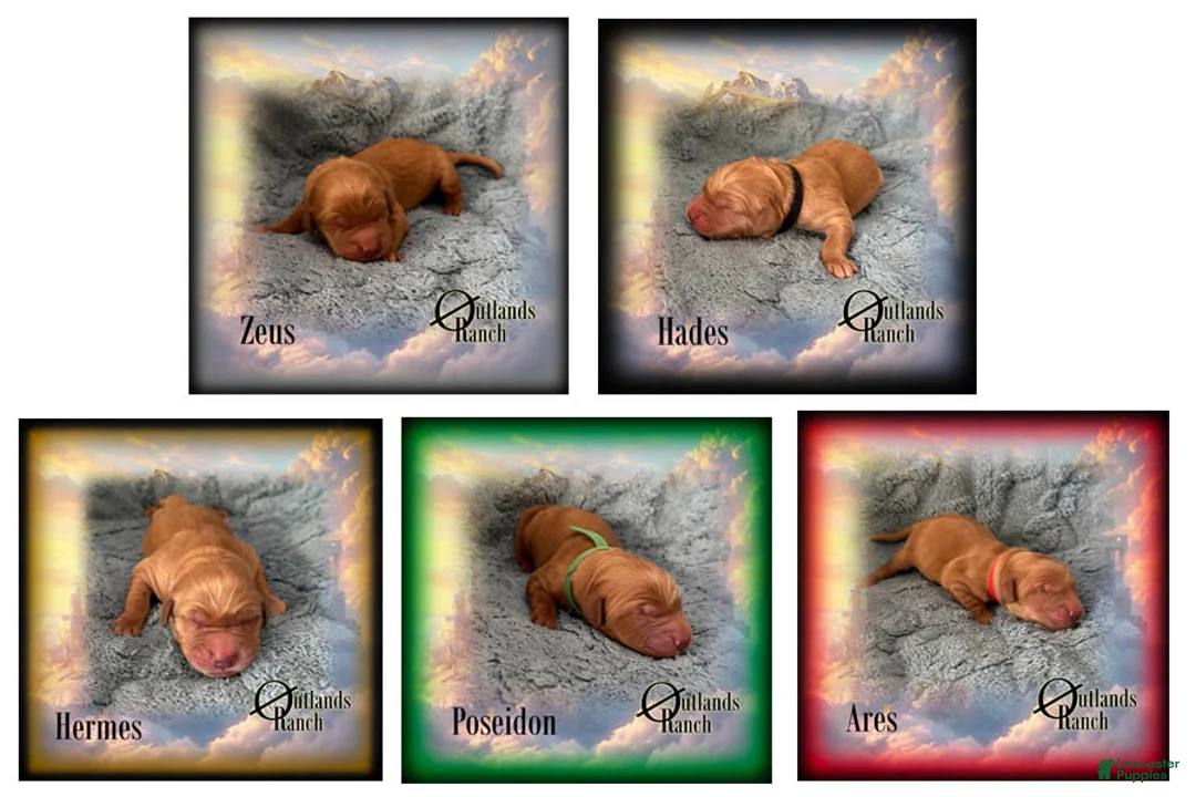 Golden Retriever dogs for sale: Poseidon~Green Collar - Ad 11