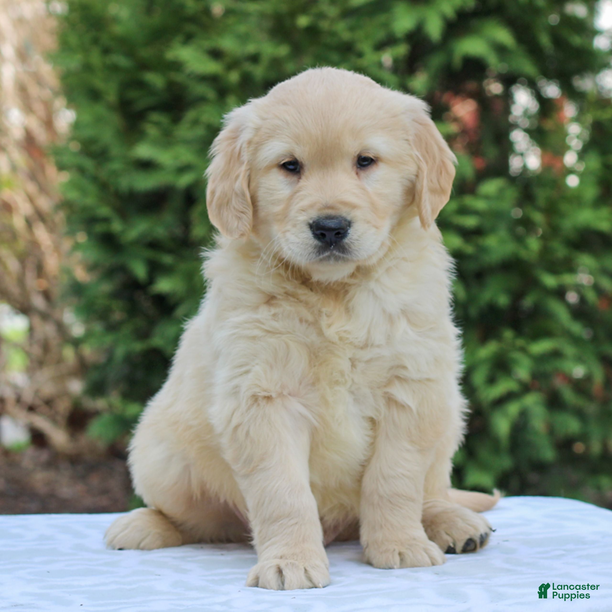 Golden Retriever dogs Rocky  - Ad 2