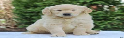 Golden Retriever dogs for sale: Rocky  - Ad 2