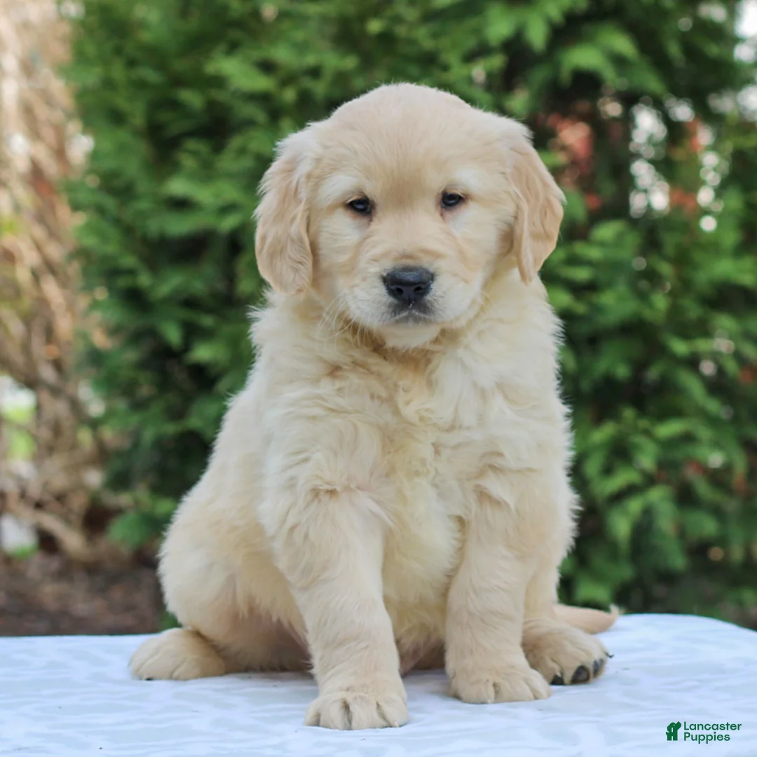 Golden Retriever dogs for sale: Rocky  - Ad 2