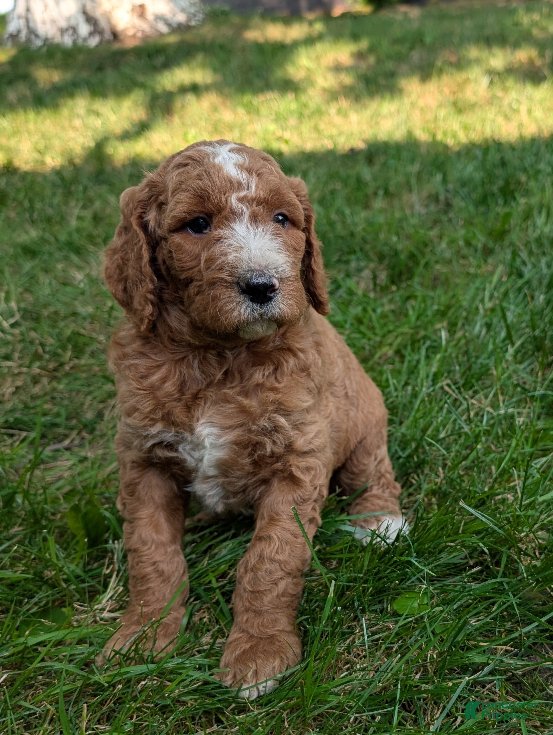 Goldendoodle dogs Suzy - Ad 2